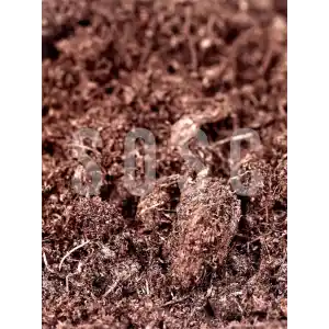 İthal Sphagnum Bitki Yetiştirme Torfu - Böcek Sinek Yapmaz Premium Kalite 5 Lt