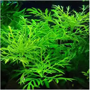 Hygrophila Difformis 4-6 Kök Canlı Bitki