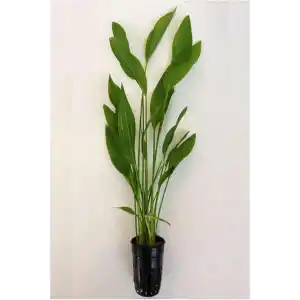 Echinodorus Argentinensis Saksı Canlı Bitki P056