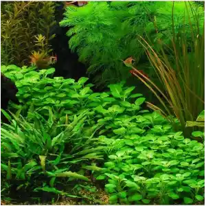 Lobelia Cardinalis Saksı Canlı Bitki