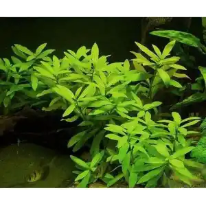 Hygrophila Polysperma Ceylon Zeytin Saksı- Canlı Bitki