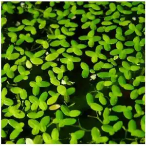 Lemna Minor Mercimek 30x30cm Su Üstü Canlı Bitki