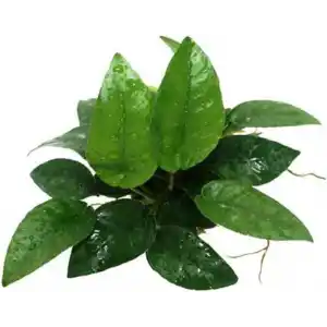 Anubias Species 5-6 Yapraklı Kök Canlı Bitki