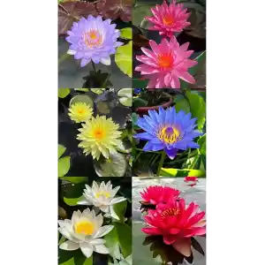 15 Adet Lotus Çiçeği Tohumu Nilüfer Çiçeği Karışık Renkli Orjinal Lotus Su ve Toprakta Yetişir