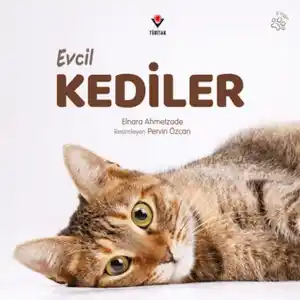 TCX Evcil Kediler