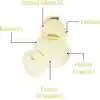 Skin Sensual RetinALL Yaşlanma Karşıtı Cilt Bakım Serumu 30 ml |%0,5 Retinoid &%2 Botanical Collagen | İnce Çizgi ve Kırışıklık Karşıtı Bakım