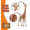 Schleich -Wild Life-Dişi Zürafa