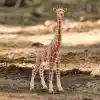 Schleich -Wild Life-Dişi Zürafa