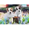 Ravensburger, 2x12p Puzzle Yavru Köpekler, Çocuk Puzzle