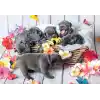 Ravensburger, 2x12p Puzzle Yavru Köpekler, Çocuk Puzzle
