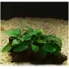 Anubias Barteri Var 5-6 Yapraklı Kök Canlı Bitki