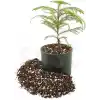 SUBSTRAT LIGHT MIX Ithal Sphangum Torfu Cocopeat Perlit Özel Karışım Saksı Harcı Çiçek Ve Bitki Toprağı 1 LT