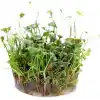 Marsilea Hirsuta In Vitro Canlı Bitki