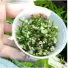 Marsilea Hirsuta In Vitro Canlı Bitki