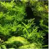 Hygrophila Difformis 4-6 Kök Canlı Bitki