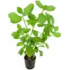 Hygrophila Difformis 4-6 Kök Canlı Bitki