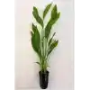 Echinodorus Argentinensis Saksı Canlı Bitki P056