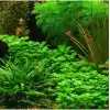 Lobelia Cardinalis Saksı Canlı Bitki