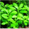 Lobelia Cardinalis Saksı Canlı Bitki