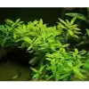 Hygrophila Polysperma Ceylon Zeytin Saksı- Canlı Bitki