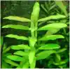 Hygrophila Polysperma Ceylon Zeytin Saksı- Canlı Bitki