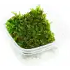 Pancuraji Moss Cup Canlı Bitki