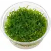 Pancuraji Moss Cup Canlı Bitki