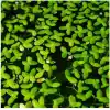 Lemna Minor Mercimek 30x30cm Su Üstü Canlı Bitki
