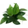 Anubias Species 5-6 Yapraklı Kök Canlı Bitki