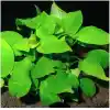 Anubias Species 5-6 Yapraklı Kök Canlı Bitki