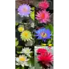 15 Adet Lotus Çiçeği Tohumu Nilüfer Çiçeği Karışık Renkli Orjinal Lotus Su ve Toprakta Yetişir