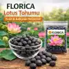 15 Adet Lotus Çiçeği Tohumu Nilüfer Çiçeği Karışık Renkli Orjinal Lotus Su ve Toprakta Yetişir