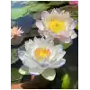 15 Adet Lotus Çiçeği Tohumu Nilüfer Çiçeği Karışık Renkli Orjinal Lotus Su ve Toprakta Yetişir