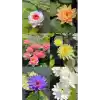 15 Adet Lotus Çiçeği Tohumu Nilüfer Çiçeği Karışık Renkli Orjinal Lotus Su ve Toprakta Yetişir