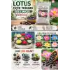 15 Adet Lotus Çiçeği Tohumu Nilüfer Çiçeği Karışık Renkli Orjinal Lotus Su ve Toprakta Yetişir