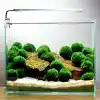 Marimo Moss Ball 3-4Cm Yosun Topu Canlı Bitki