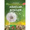 TCX Ağaçlar ve ler