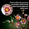 TCX Botanicals Manolya Dalları 11510