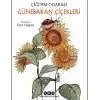 TCX Günebakan Çiçekleri