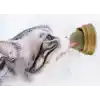 TCX KEDİ OTU OYUN TOPU