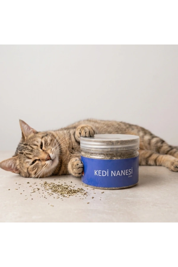 Bidebuvar Doğal Kedi Nanesi (Catnip) - 250 ml Kavanoz - Eğlenceli ve Doğal