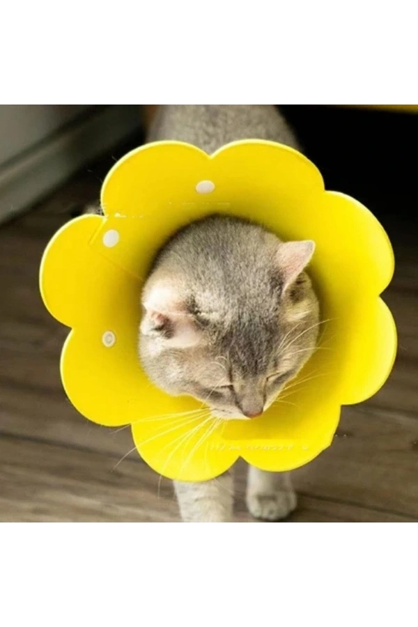 Bidebuvar Evcil Hayvan M Boy Keçe Elizabeth Yakalığı