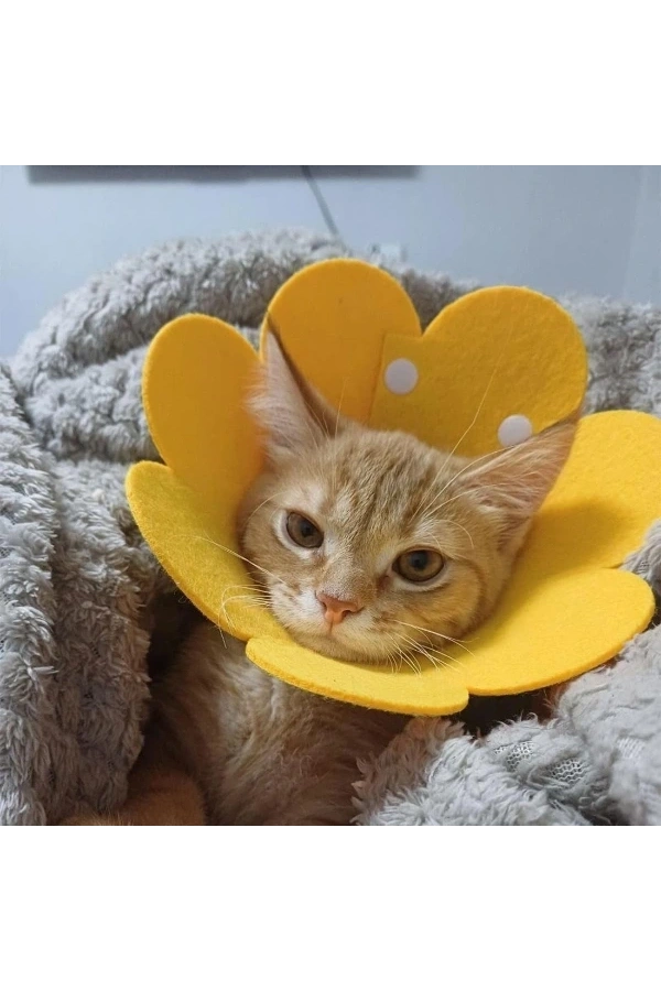 Bidebuvar Evcil Hayvan XL Boy Keçe Elizabeth Yakalığı