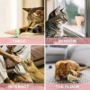 Bidebuvar DONDURMA ŞEKLİNDE KEDİ NANESİ KEDİ OTU