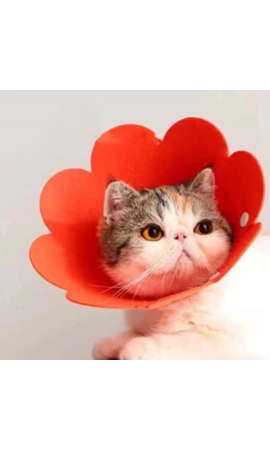 Bidebuvar Evcil Hayvan L Boy Keçe Elizabeth Yakalığı