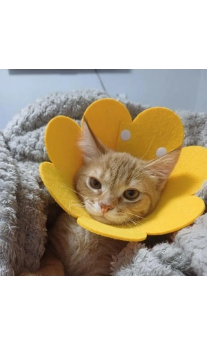 Bidebuvar Evcil Hayvan XL Boy Keçe Elizabeth Yakalığı