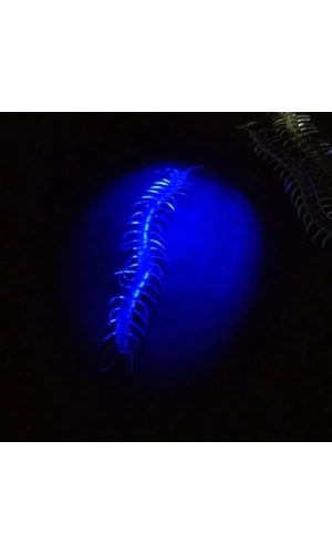 Bidebuvar Karanlıkta Parlayan Fosforlu Kırkayak