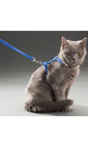 Bidebuvar Kedi Boyun ve Göğüs Tasması