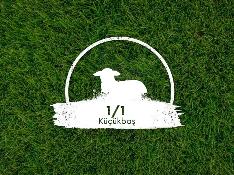 Canlı Karaman Kuzu Kg.