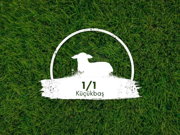 Canlı Kıvırcık Kuzu Kg